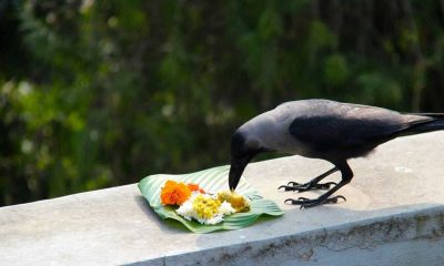 કાગડા વગર કેમ અધૂરું માનવામાં આવે છે પિતૃ પક્ષનું શ્રાદ્ધ કર્મ, પિતૃઓ સાથે છે ખાસ સંબંધ