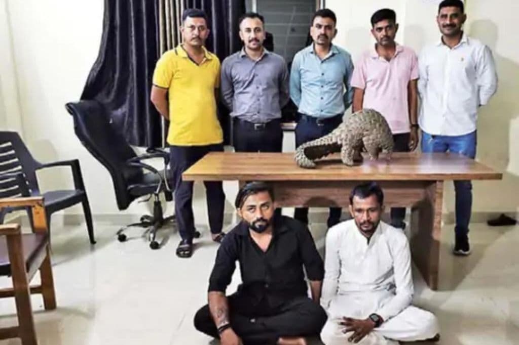 રાજકોટમાં દુર્લભ પેંગોલિનનું 22 કરોડમાં ગેરકાયદેસર વેચાણ કરતી ગેંગ ઝડપાઇ